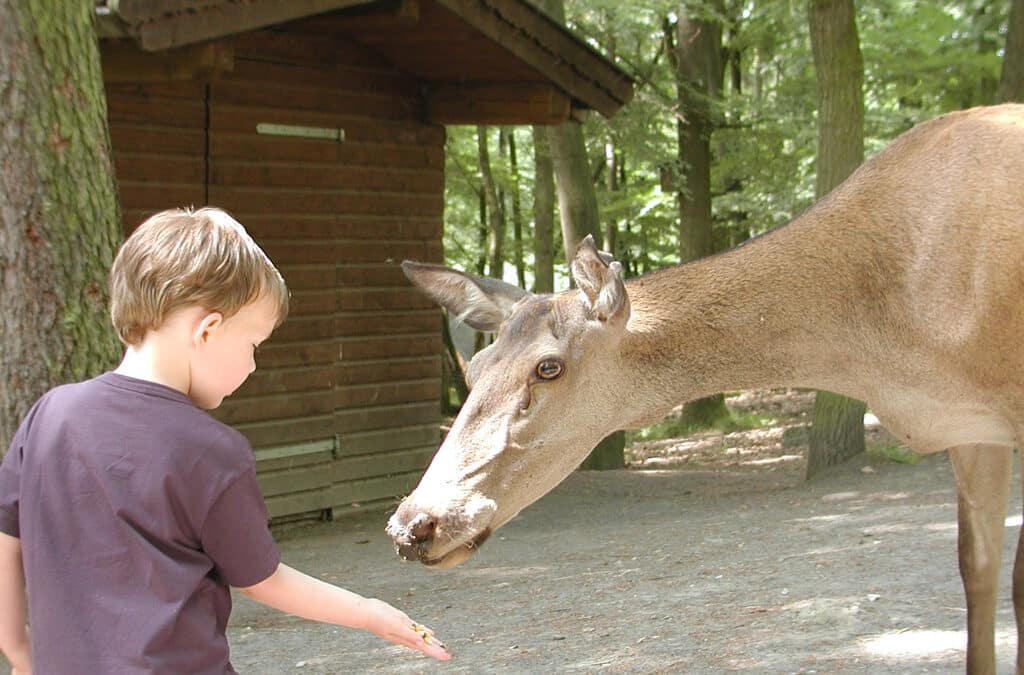 Naturzentrum Wildpark Knüll